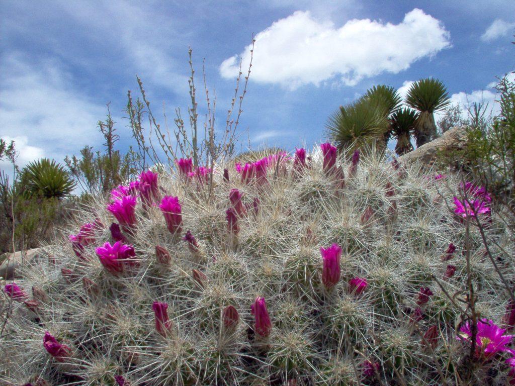 Flores de cactus - Cerro Quemado