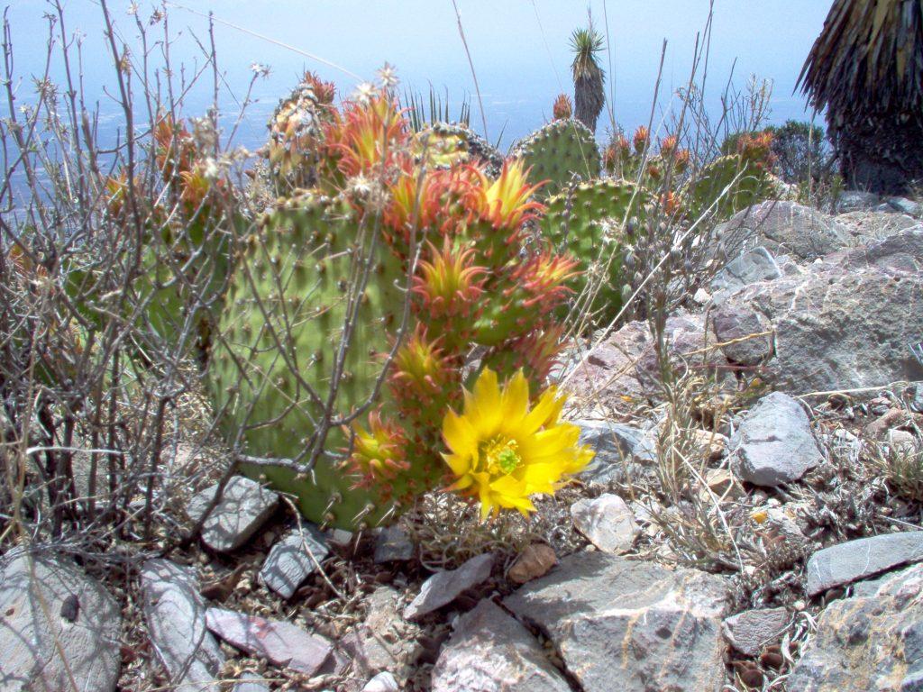 Cactus - Cerro Quemado