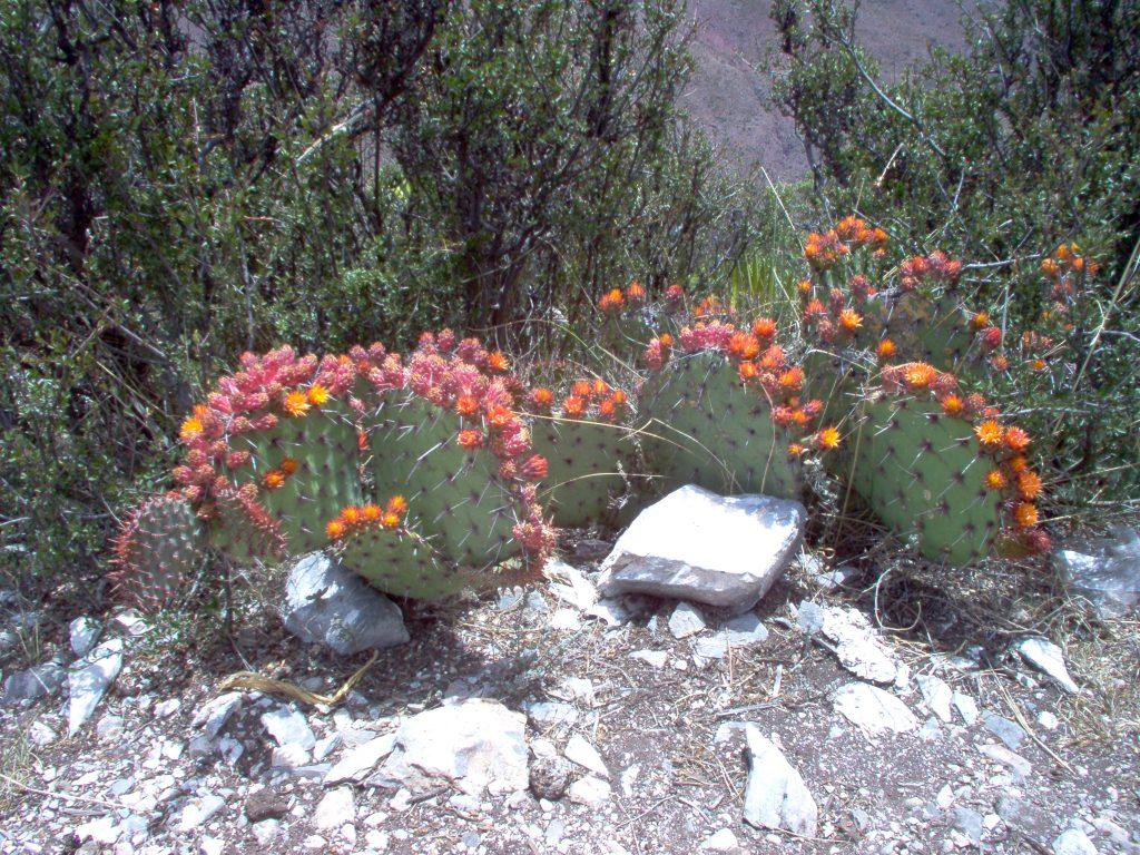 Cactus en flor - Cerro Quemado
